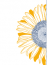 Sunflower WebDesign