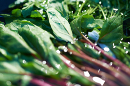 wild-roots-1588791410goodfirms-wild-roots-thumbnail.jpg